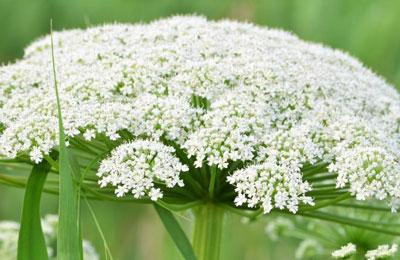 Соцветие болиголова