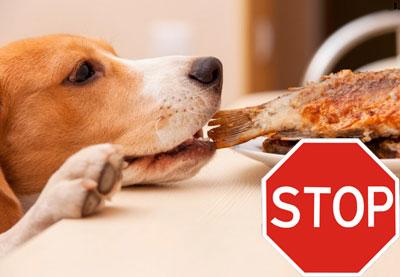 Запрет на еду со стола