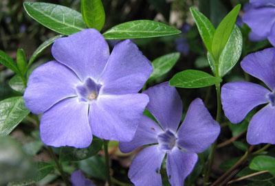 Цветущий барвинок