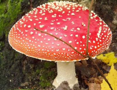 Цезарский мухомор