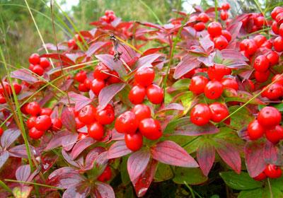 Волчье лыко