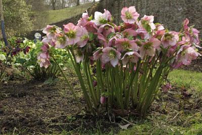 Растение морозник