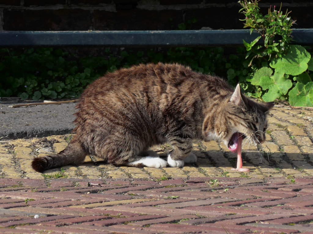 20140827_Kotsende_molenpoes_Woldzigt_Roderwolde_Dr_NL.jpg