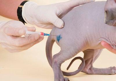 Внутримышечный укол коту