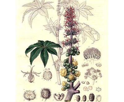 Строение клещевины