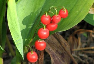 Плоды ландыша