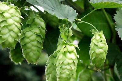 Шишки хмеля