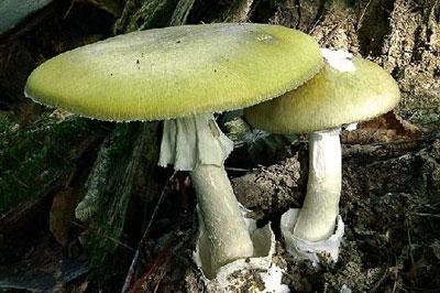 Бледная поганка