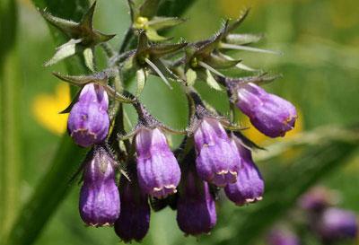 Цветы Окопника