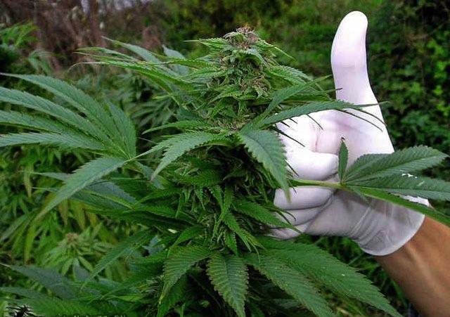 Польза конопли