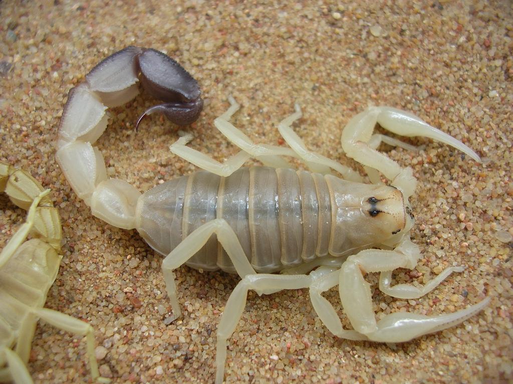 Титьютоксин