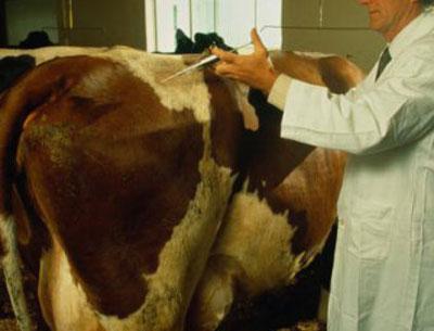 Укол корове