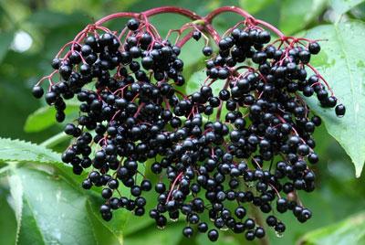 Ягоды бузины