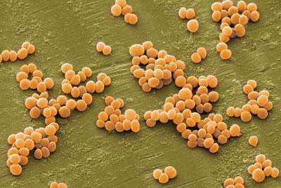 Бактерии стафилококка