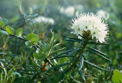Багульник болотный