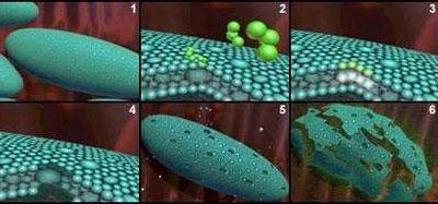 Воздействие озона на клетку