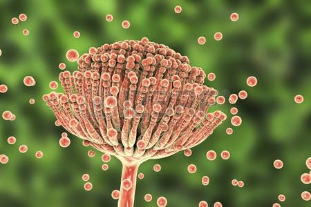 Афлатоксин