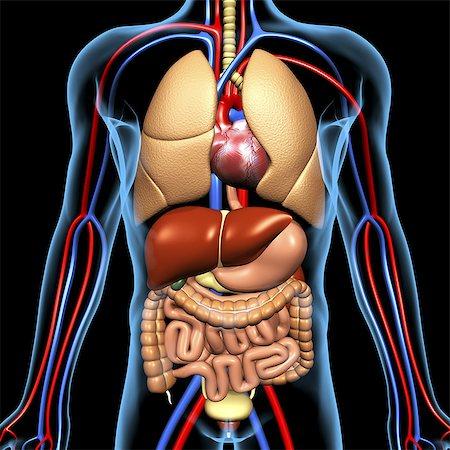 Внутренние органы