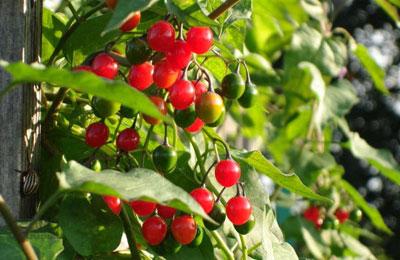 Паслен сладко-горький