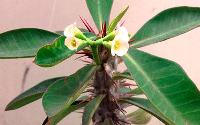 Цветущий молочай