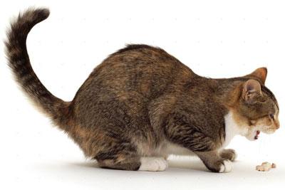 Рвотные позывы у кота