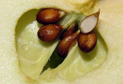 Яблочные косточки