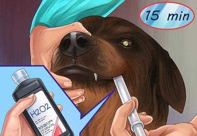 Вызов рвоты у собаки