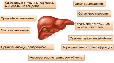 Функции печени