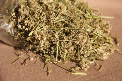 Сухое сырье цикуты