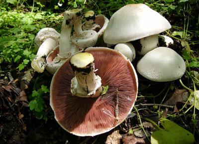 Желтокожий шампиньон