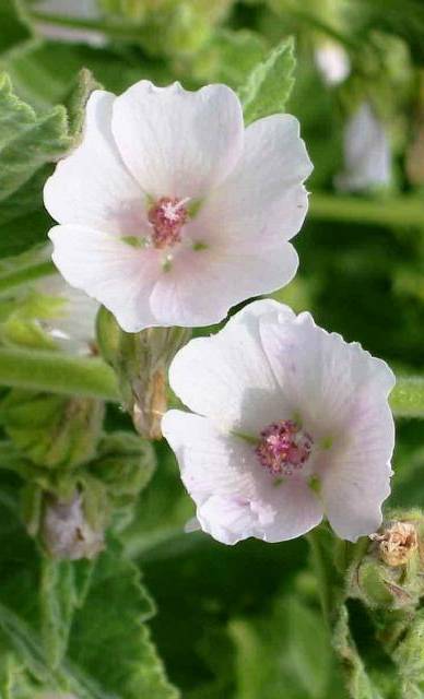 цветы алтея