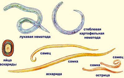 Виды гельминтов