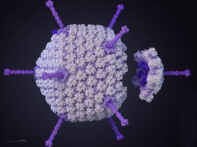 Возбудитель аденовирус