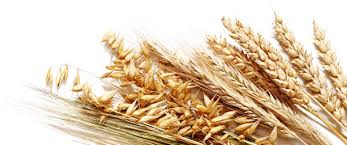 пшеничный отвар от зуда