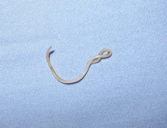 Canine_roundworm_1-640x491.jpg