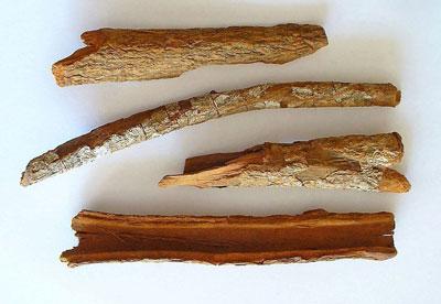 Кора хинного дерева