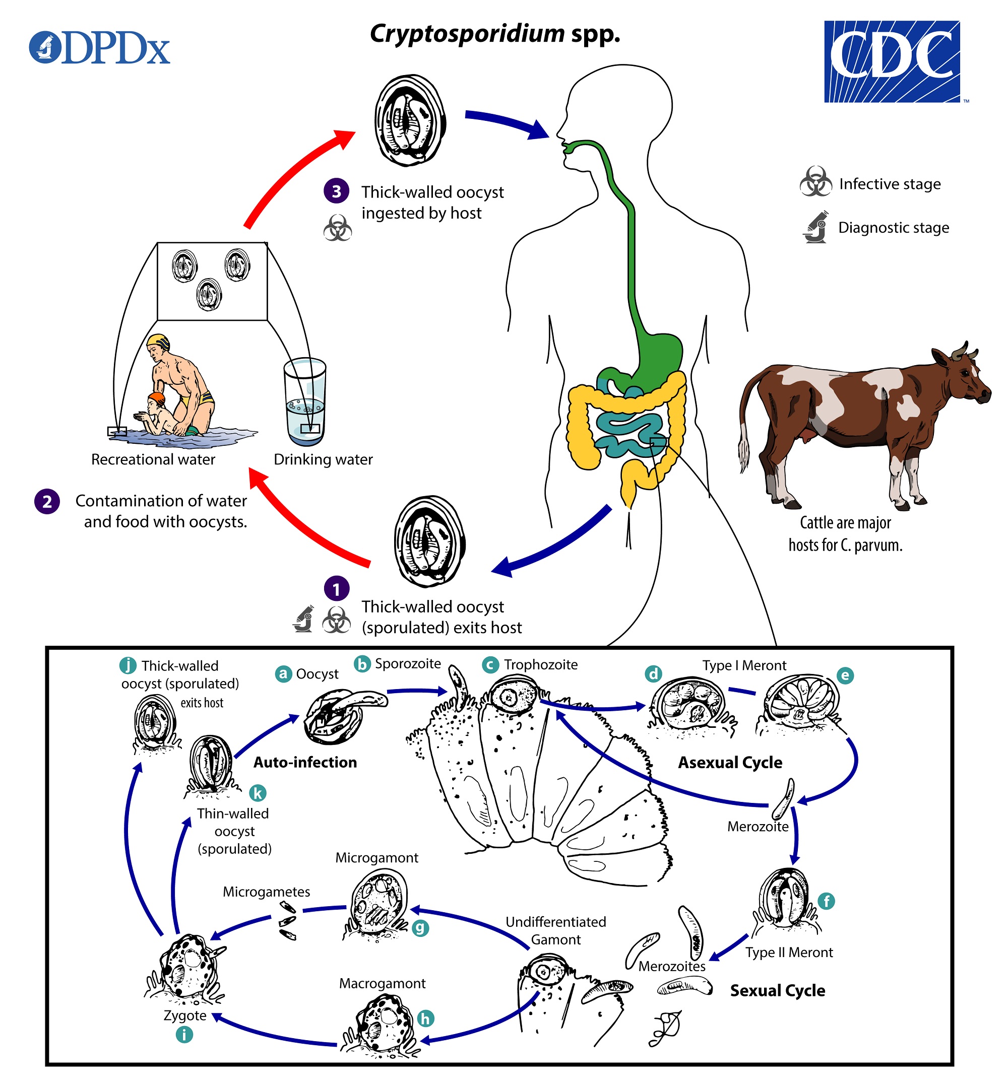 Cryptosporidium-parvum.jpg