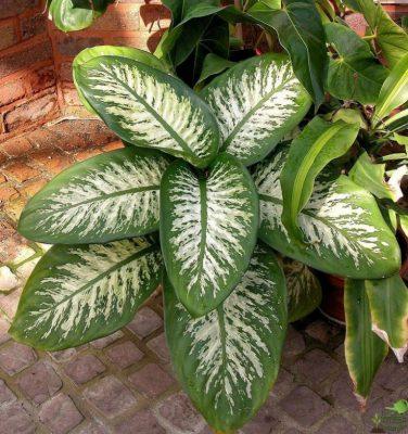 Диффенбахия