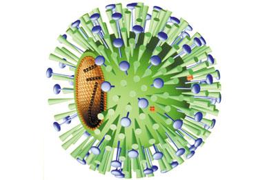 Возбудитель гриппа а