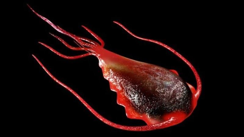 Giardia-lamblia.jpg