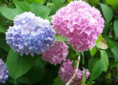 Цветущая гортензия