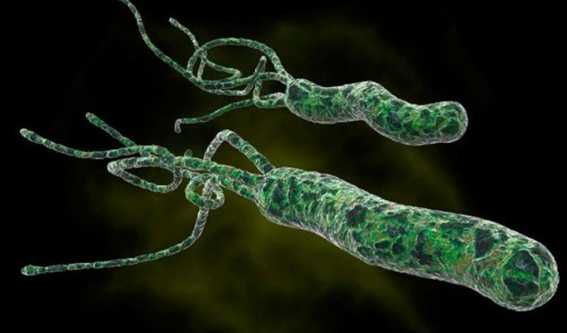 Helikobakter-pilori.jpg