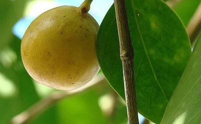 Фрукт манцинелла