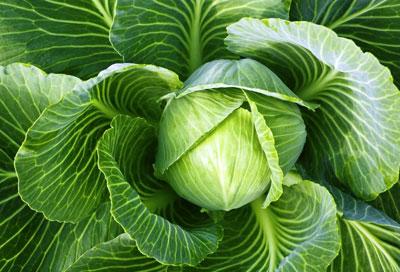 Белокачанная капусста