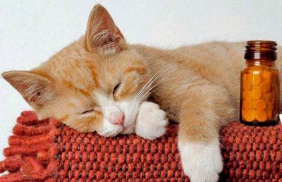 Кот и таблетки