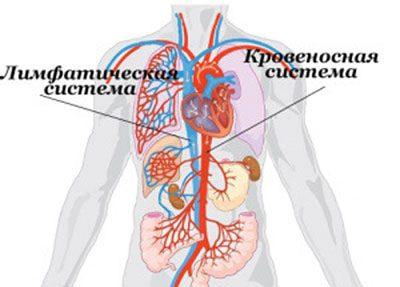 Кровеносная и лимфатическая системы