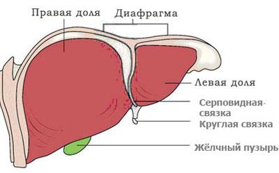 Строение печени