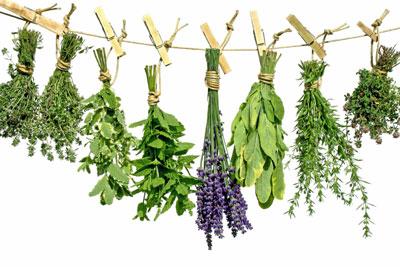 Лекарственные травы