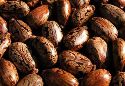 Касторовые бобы