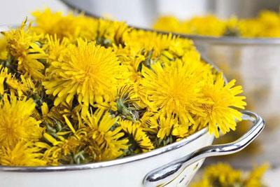 Цветки одуванчика